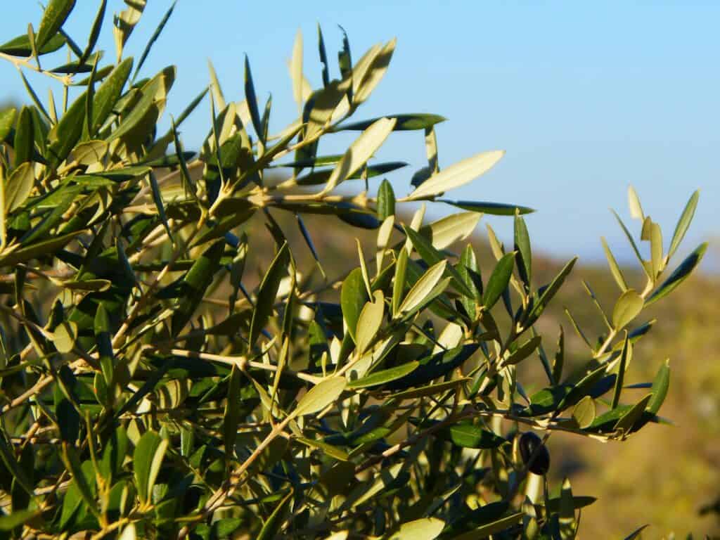 Primo piano di rami di ulivo con foglie verdi e olive immature in un campo pugliese, sotto cielo limpido