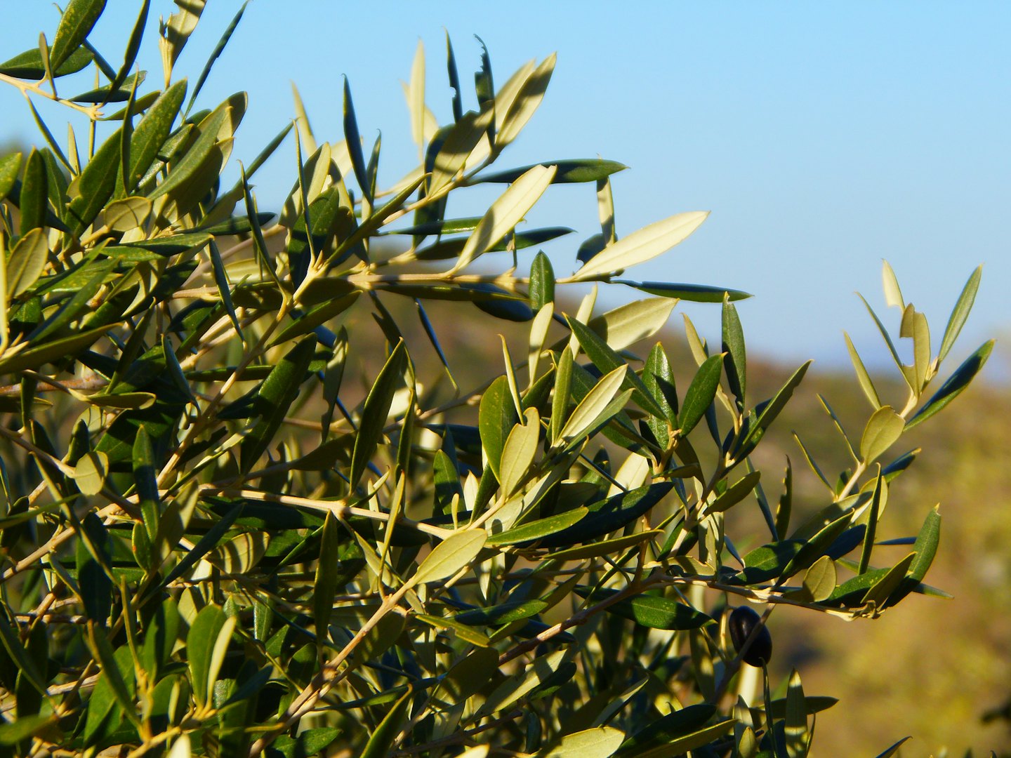 Primo piano di rami di ulivo con foglie verdi e olive immature in un campo pugliese, sotto cielo limpido