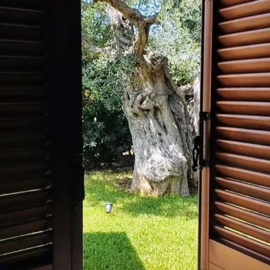 Vista su un ulivo secolare dal patio della camera da letto di Villa Agapanthus, immersa nel verde della campagna pugliese