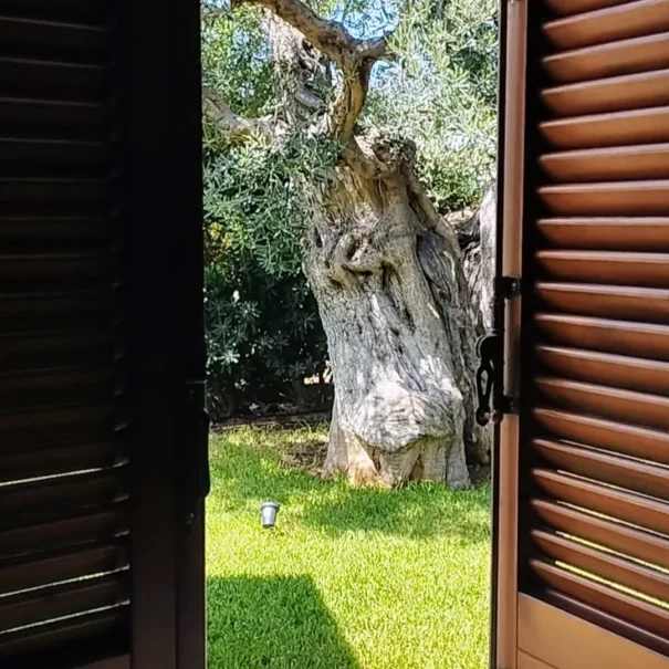 Vista su un ulivo secolare dal patio della camera da letto di Villa Agapanthus, immersa nel verde della campagna pugliese
