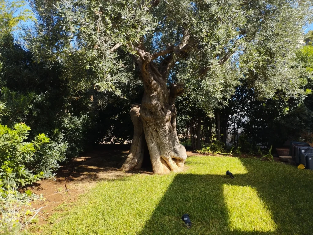 Maestoso ulivo secolare nel giardino mediterraneo di Villa Agapanthus a Monopoli, simbolo della tradizione pugliese