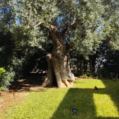 Maestoso ulivo secolare nel giardino mediterraneo di Villa Agapanthus a Monopoli, simbolo della tradizione pugliese