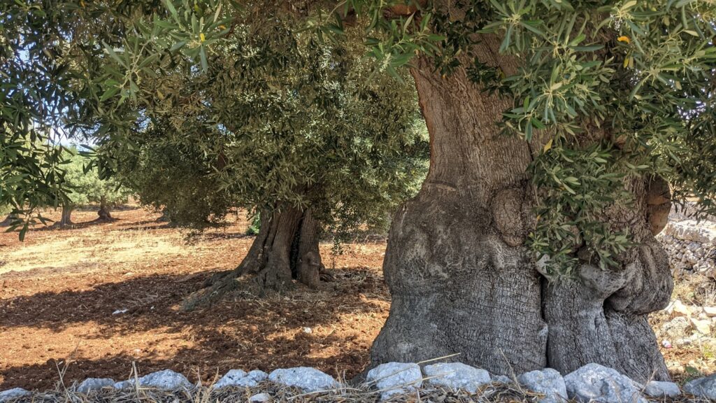 Ulivi secolari con tronchi nodosi e muretto a secco in pietra in un campo pugliese tipico, simbolo del paesaggio mediterraneo