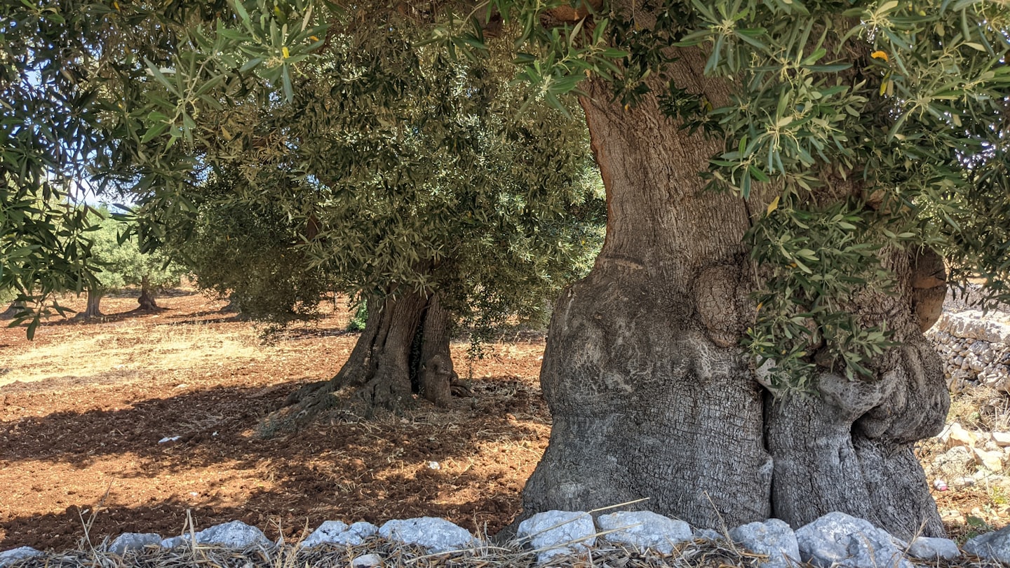 Ulivi secolari con tronchi nodosi e muretto a secco in pietra in un campo pugliese tipico, simbolo del paesaggio mediterraneo