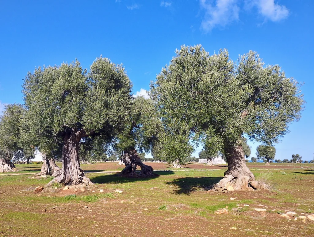 Ulivi secolari nel paesaggio attorno a Villa Agapanthus, casa vacanze in Puglia