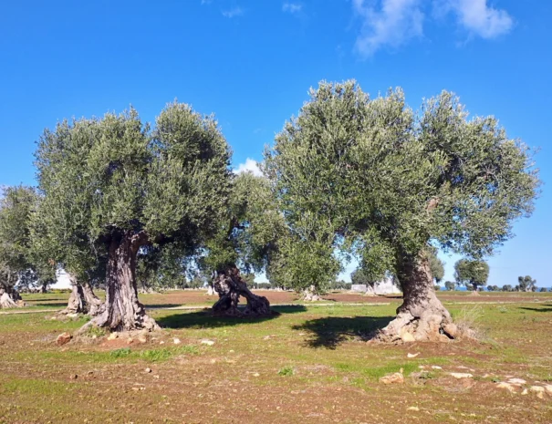 Ulivi secolari nel paesaggio attorno a Villa Agapanthus, casa vacanze in Puglia