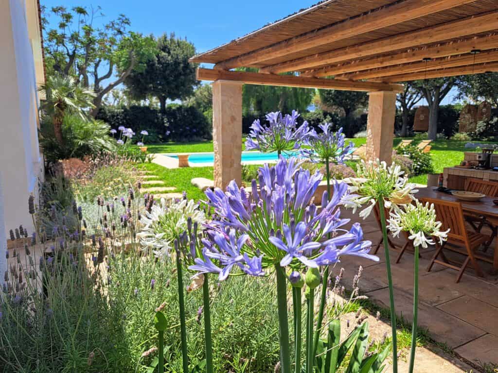 Fiori di agapanthus in primo piano e vista sulla piscina privata a Villa Agapanthus, Monopoli