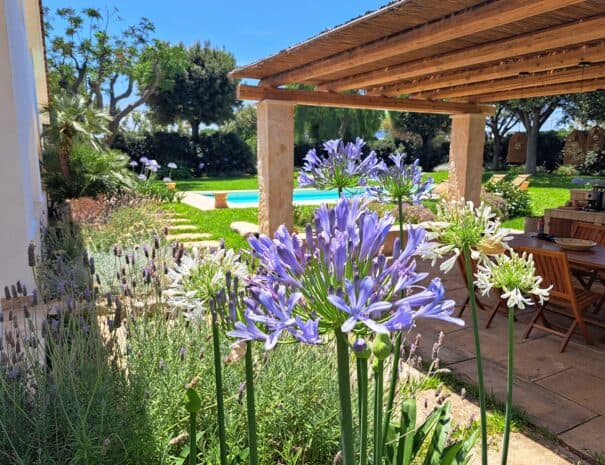 Agapanthus flowers in the foreground and pool view at a private villa in Monopoli, Puglia