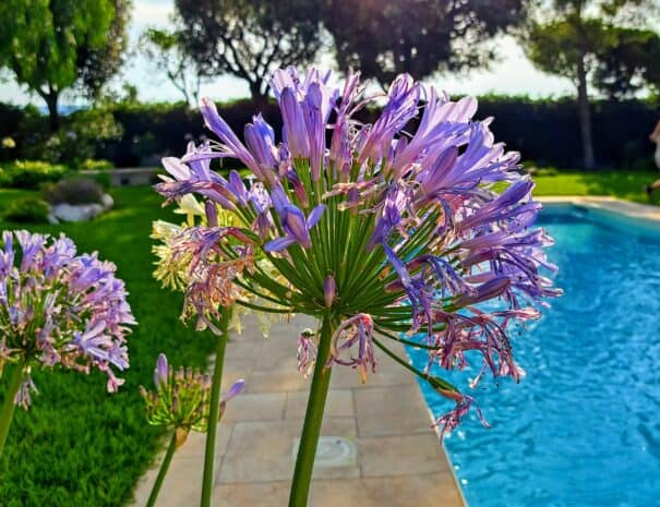 Close-up of the agapanthus flower, symbol of the villa’s elegance and authenticity in Monopoli